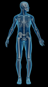 Human skeleton - esqueleto humano